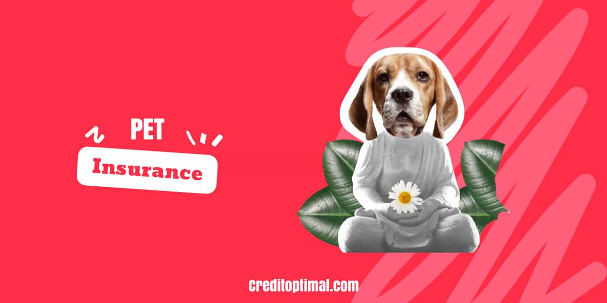 What is Pet Insurance? Credit Optimal
